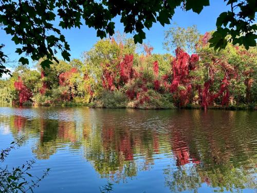 a view of a lake with fall foliage at Linden Suite in Goring