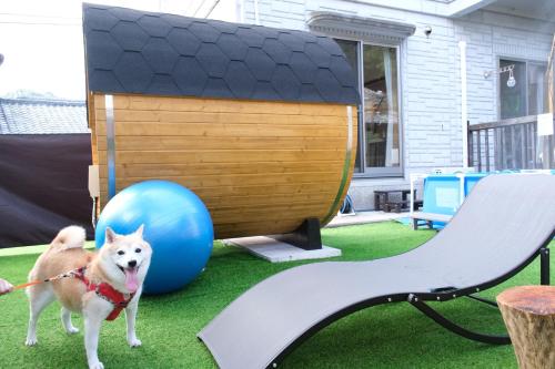 a dog on a leash standing next to a blue ball at イヌサウナリゾート伊豆白浜 海と伊豆の大自然で整う愛犬リトリートヴィラ in Shimoda