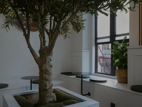 a tree in a pot in a room with a window at CityNest Hotel in New York