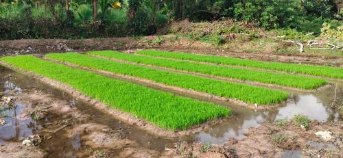 Κήπος έξω από το Nanavu Farmhouse