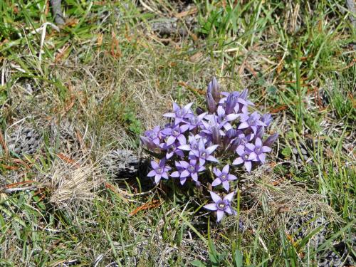 a bunch of purple flowers in the grass at Garni Irsara in San Cassiano