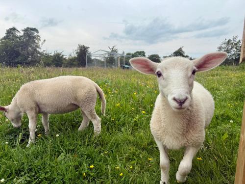 two sheep standing in a field of grass at Kennedy Farm Lodge in Carmavy