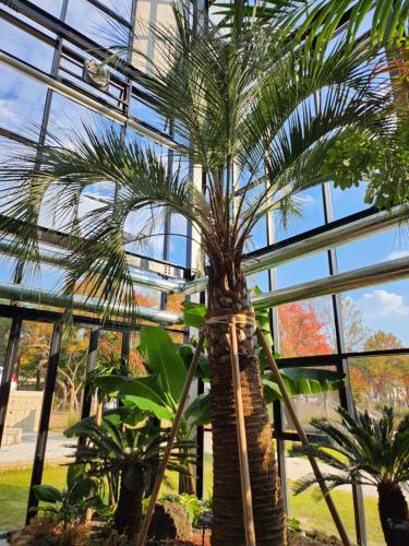 a palm tree inside of a greenhouse at sunset in Hyoja-dong