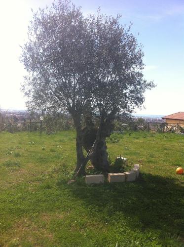 a tree sitting in the middle of a field at La dimora dei 5 sensi in Faiano