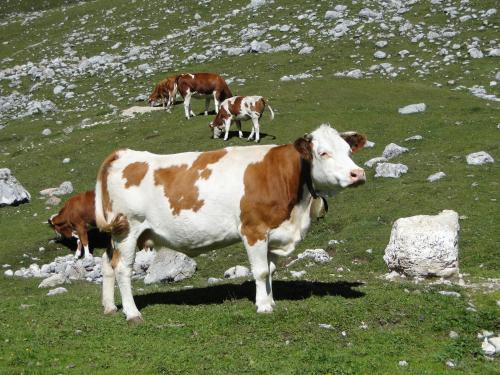 a group of cows grazing in a grassy field at Garni Irsara in San Cassiano