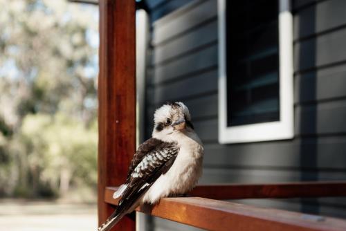 ein kleiner Vogel auf einem Holzgeländer in der Unterkunft Tuckeroo Cottages - Rosella Cottage in Maroon