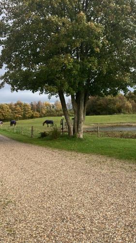 a tree and some animals grazing in a field at Gården in Sønder Felding
