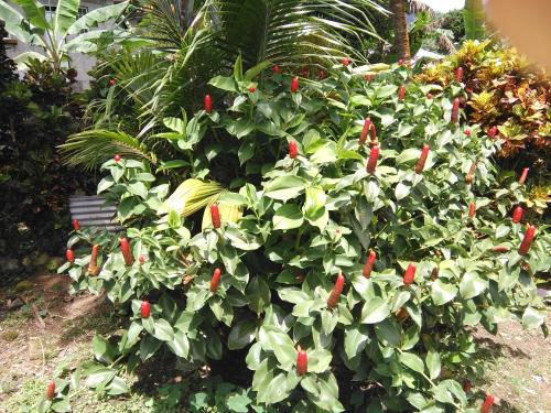 Zahrada ubytování Anthurium Apartment