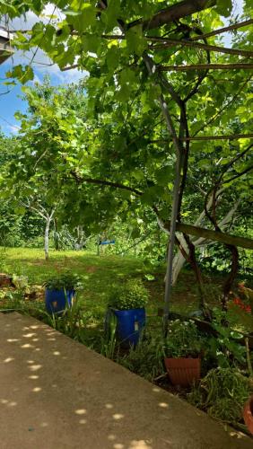 ein Baum und einige blaue Pflanzen im Gras in der Unterkunft Apartman Dačo in Vlasenica
