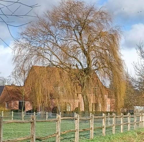 a barn with a large tree behind a fence at LA BELLE IDEE in Nokere