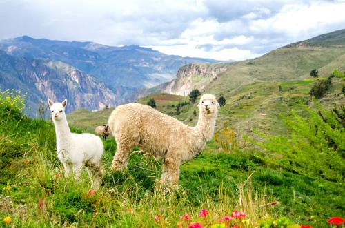 a couple of sheep standing on a grassy hill at La Granja del Colca in Cabanaconde