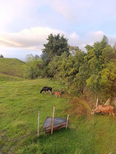 Φωτογραφία από το άλμπουμ του Colonial Hostal Filandia σε El Pueblo
