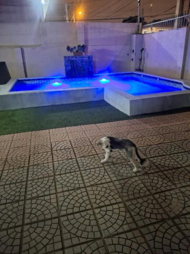 a dog standing in front of a swimming pool at Spacious apartment on the second floor in Asuncion