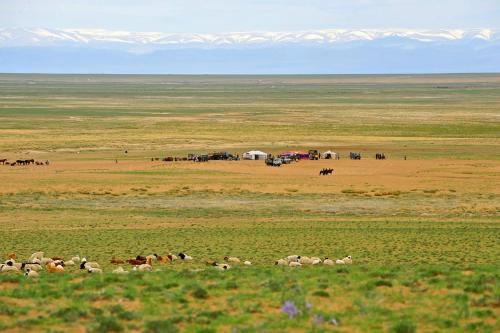 una manada de animales en un campo con montañas en el fondo en Adventure Riders Mongolia, en Ulán Bator