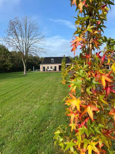 a tree in a field with a house in the background at Appartement Zeldam in Ambt Delden