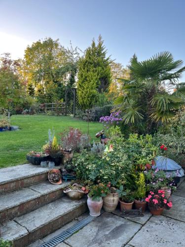 a garden with many potted plants on the steps at Sunnyside Cottage in Great Sampford