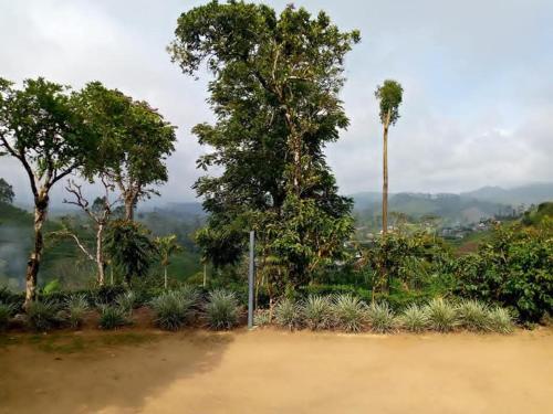 a tennis court with trees and plants in a field at Argyle Rock Bungalow in Hatton