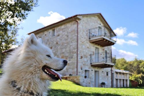 a white dog standing in front of a building at Villa Krug with 3 br and a pool immersed in nature near Buje in Kremenje