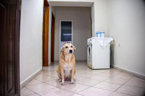 Κατοικίδιο ή κατοικίδια επισκεπτών που μένουν στο Luna Apartment