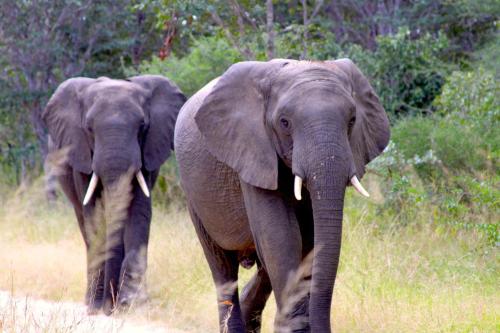 Gwango Elephant Lodge – Photos 2