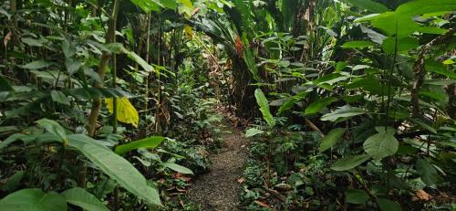 a trail in the middle of a lush green forest at Elegant studio in Fortuna