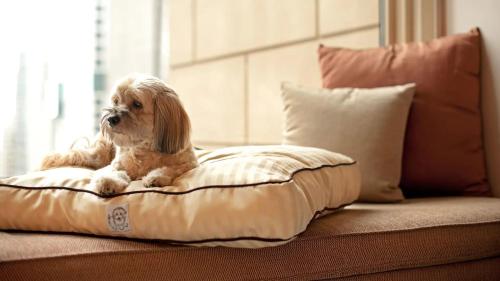 a dog sitting on a pillow on a couch at The Livingston, part of JdV by Hyatt in Brooklyn