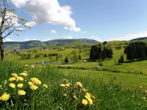 a field of grass with yellow flowers in the foreground at Meltar Boutique Hotel Golf & SPA in Asiago