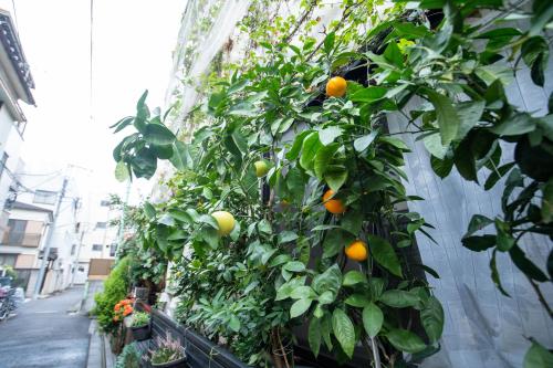 a greenhouse filled with lots of plants with oranges at 東京吉久花園旅舘 in Tokyo