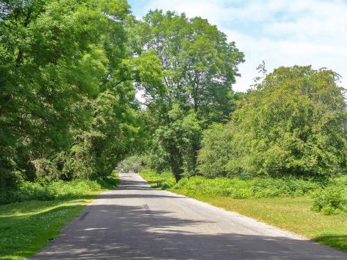 a long road with trees on both sides at Annies Cottage in Buckland Monachorum