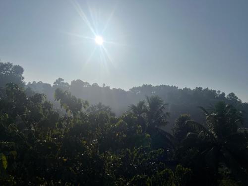 une jungle brumeuse avec le soleil en arrière-plan dans l'établissement BKD Casa, à Guwahati