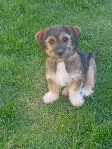 SicuaniにあるHostal SICUANIの草の上に座っている茶色と白の子犬