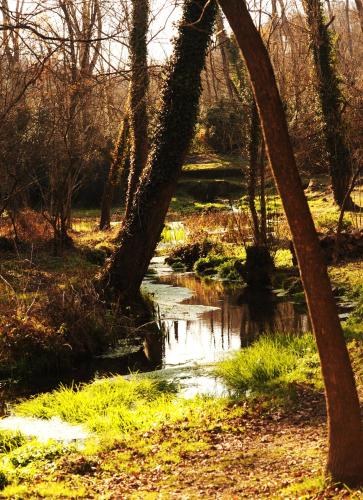 a small stream in a forest with two trees at Hotel Cal Sastre in Santa Pau