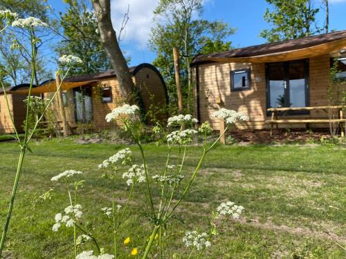 a cabin in a yard with white flowers at Aqua Lodge in Petten