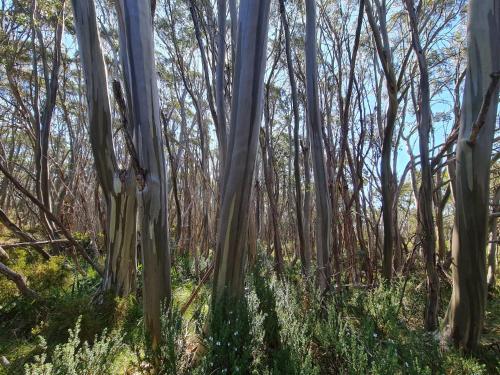 a group of trees in a forest at Rose Hill Estate in Shoreham