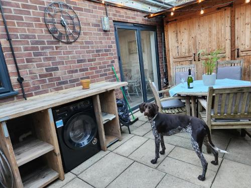 a dog standing on a patio next to a table at AnchorageWells Entire Cottage in Wells next the Sea