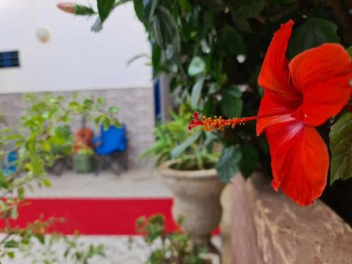 a red flower is attached to a plant at blue door imsouane in Imsouane