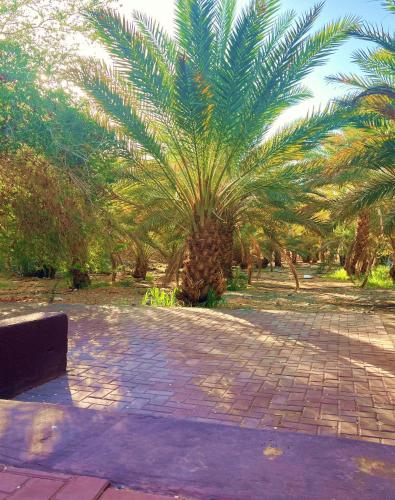 a palm tree in a park with a sidewalk at Wadi Sader in Al-ʿUla