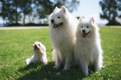 a group of three white dogs standing in the grass at Viesu nams Melnsils in Melnsils