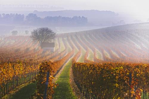 a vineyard in the middle of a field with a tree at Gasthof Zur Traube in Neckenmarkt