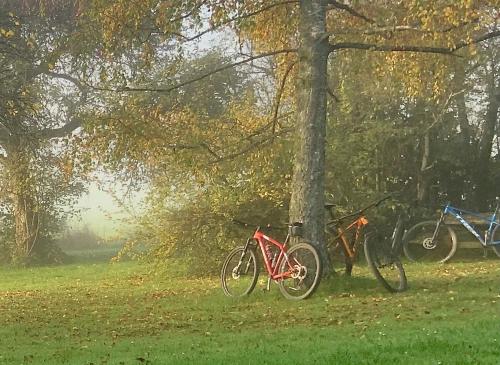 Tres bicicletas estacionadas junto a un árbol en un campo en Gîte Banet-Sart à Daverdisse, en Daverdisse