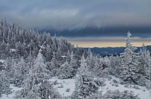 a snow covered forest with snow covered trees at Кубаново in Kozmacz