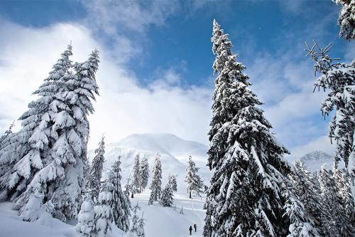 a group of pine trees covered in snow at Кубаново in Kozmacz