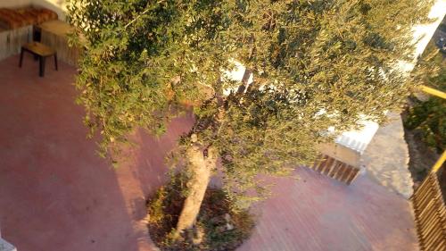 an overhead view of a tree on a sidewalk at WaterMill House in Wadi Musa