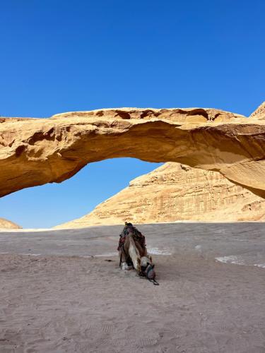 a dog sitting in the sand under a bridge at Wadi Rum Oday Luxury Camp in Wadi Rum