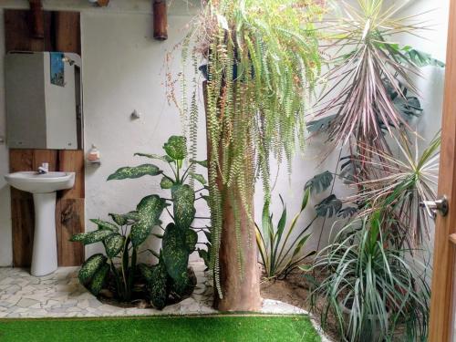 a bathroom with a tree and plants in it at Cabañas Riviera Pacific in Pedernales
