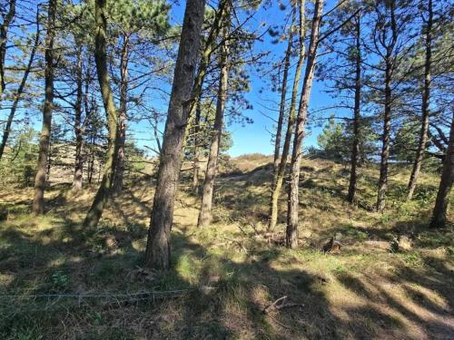 a wooded area with trees and a hill in the background at 6 person holiday home in Rømø in Tagholm