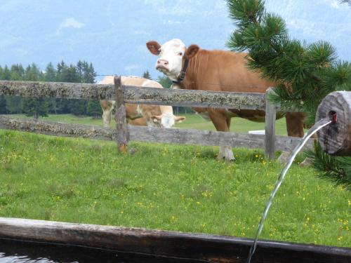 two cows standing in a field behind a fence at Kristemoarhütte in Gaimberg