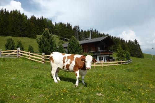a cow standing in a field in front of a house at Kristemoarhütte in Gaimberg