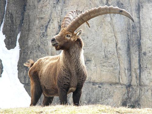 a ram with large horns standing in a field at CHALET A CERESOLE REALE nel Parco Gran Paradiso in Ceresole Reale