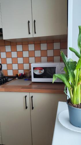 a microwave sitting on a kitchen counter with a plant at Василя Стуса 10 City Rooms in Bila Tserkva